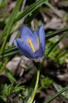 Prairie pleatleaf